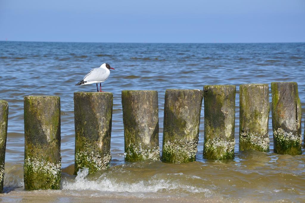 Seetelhotel Nautic Usedom Hotel & Spa 코세로우 외부 사진